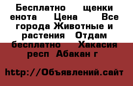 Бесплатно !!! щенки енота!! › Цена ­ 1 - Все города Животные и растения » Отдам бесплатно   . Хакасия респ.,Абакан г.